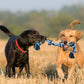  Toys for Aggressive Chewers Heavy Duty Dog Toys