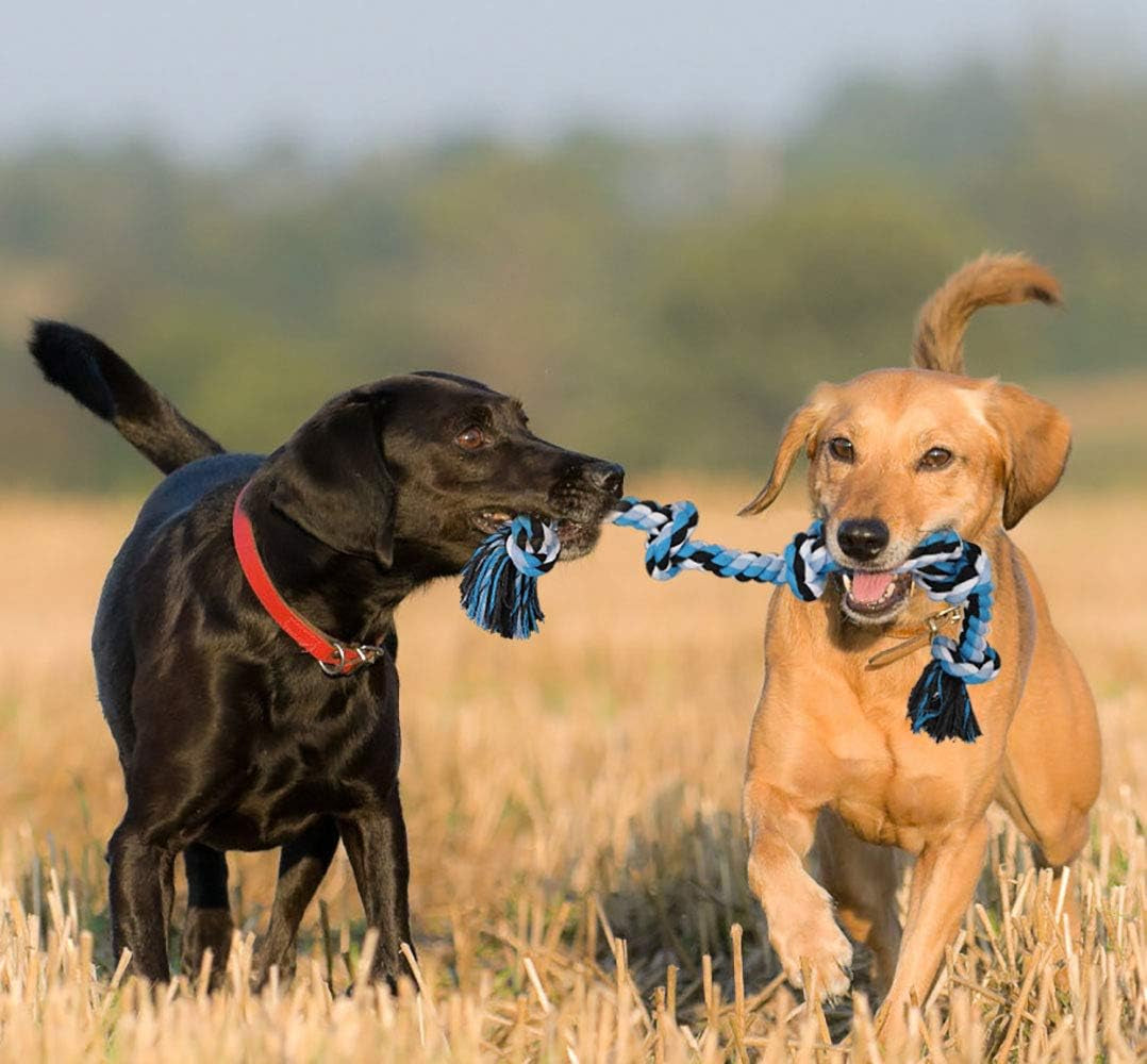  Toys for Aggressive Chewers Heavy Duty Dog Toys