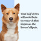 Wisdom Panel Essential Dog DNA Kit Most Accurate Test