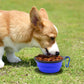  Portable Pet Feeding Watering Dish for Walking Parking 