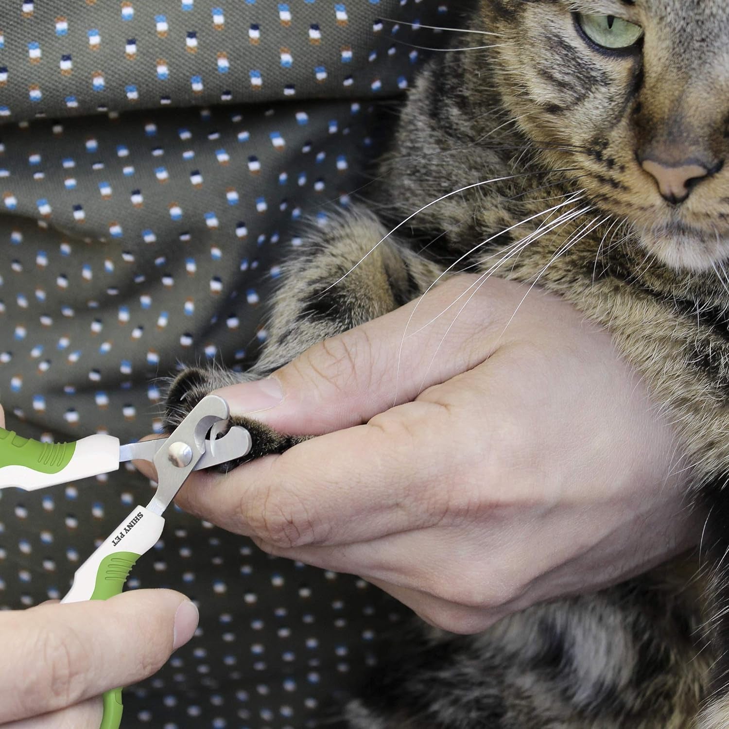  Best Cat Nail Clippers & Claw Trimmer for Home Grooming Kit